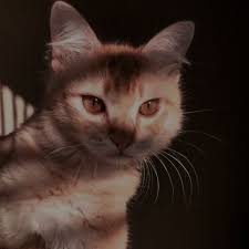 Pin De V Ssi Em Cats Lindos Filhotes Animais Super Fofos Gatos