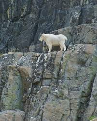 Mountain Goats Cliff Danasogfe Top Cabras Eres Especial
