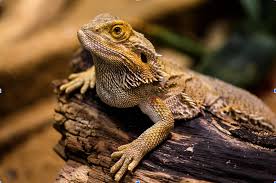 Why Red Bulbs Are Dangerous For Reptiles - Youtube