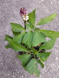 Image result for Anchomanes