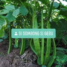Cara menanam kacang panjang supaya hasil maksimal, maka ada beberapa tahapan yang harus kacang panjang tumbuh baik pada lahan yang bertanah latosol atau lempung berpasir, gembur. 15 Biji Benih Kacang Parang Organik Shopee Malaysia