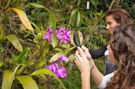 Das ist einzigartig in europa. Orchideen Garten Monteverde