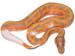 Coral Glow Pied Morph List World Of Ball Pythons Cute Reptiles Ball Python Cute Snake