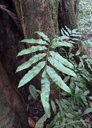 Image result for Lomariopsis warneckei