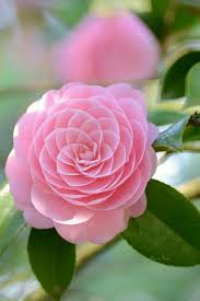 In him was life and that life was the light of men. Pin On BunÄƒ Ziua