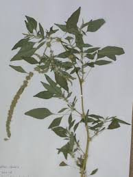 Image result for Hyparrhenia anthistirioides