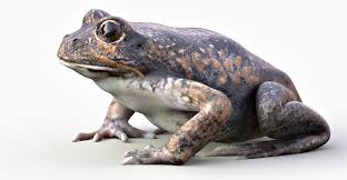 Banjo Frog 3d Model In 2020 Burrowing Frog Banjo 3d Model