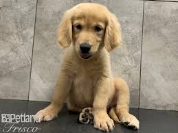 Affordable pure & hybrid designer hypoallergenic non shedding dog breeds or puppies are available for sale from local reputable breeders in georgia. Golden Retriever Puppies Petland Frisco Tx