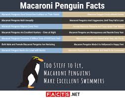 How tall can a macaroni penguin be? 15 Macaroni Penguin Facts Predators Diet Range More Facts Net