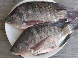 Ikan yang dibenarkan makan dan tidak gatal adalah seperti: 5 Bahaya Konsumsi Ikan Mujair Bagi Kesehatan Anda