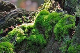 Wet the moss and mix with perlite the sphagnum moss comes dry and packed into a bag. How To Grow Moss Which Method Works Best Garden Fundamentals