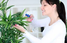 Watering plants is essential — but misting them can be just as important. How To Help Your Indoor Garden Thrive Reader S Digest Asia