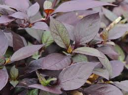 Alternanthera dentata 'brazilian red hots'. Alternanthera Dentata