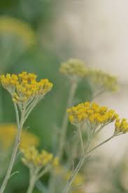 Wie heißt die gelbe blume auf dem bild? Gelbe Blumen Gelbe Blumen Garten Blumen