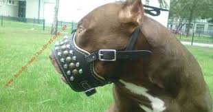 Anti Bellen Maulkorb Leder Fur Pitbull Maulkorb Pitbull Hunderassen