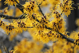 Lots of spring flowers shrubs to choose from. Five Native Shrubs For Early Spring Blooms Alexandria Times Alexandria Va