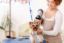 When a person buys a course through hotmart, they are invited to rate the content. Peluqueria Lord Guau Hosteria Canina Servicios Para Mascotas Quito Ecuador