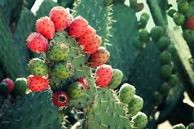 Il fico d'india è un vegetale appartenente alla famiglia delle cactaceae, la stessa del cactus e di altre piante succulente. Fico D India Il Cibo Del Futuro Agronotizie Vivaismo E Sementi