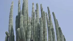 Image result for Lophocereus marginatus