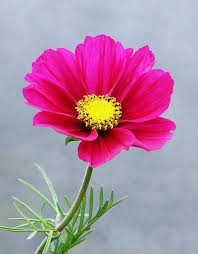 Pin By Carin Mcdonough On Mes Coquelicots Cosmos Flowers Botanical Flowers Flora Flowers