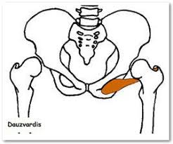 Obturator Externus