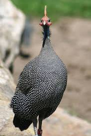 Bird That Sounds Like A Car Alarm Canada Pin Em Guineas