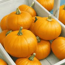 Good for a seasonal decoration for halloween. Small Sugar Pumpkin Seeds Pumpkin Seeds For Sale Bulk