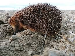 Igel Hedgehog Animals Animalphotography Tierfotografie Tier Naturephotography Nature Natur Naturfotografie Goforawalk Spazieren Brown Braun Natur