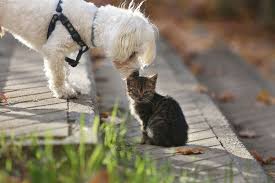 It is our commitment to provide quality veterinary care throughout the life. Vet To Pet Mobile Veterinary Service Pia