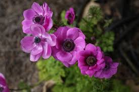We offer top quality flower bulbs at wholesale pricing from our family farm in the netherlands. Anemone Coronaria Anemones Windflower North Carolina Extension Gardener Plant Toolbox