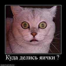 Куда делись яички ? DEMOTIVATORS.RU / Прикольные картинки / смешные  картинки и другие приколы: комиксы, гиф анимация, видео, лучший  интеллектуальный юмор.