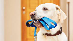 How To Start A Pet Supply Store Truic