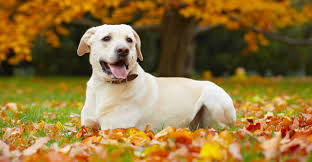 So we're digging up everything you need to care for every type of houseplant. Neosporin On Dogs The Do S And Don Ts Of Treating Your Pet