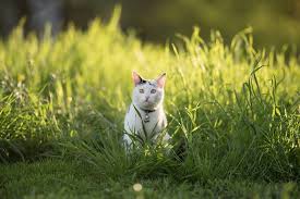 Some plants are good for cats! Do Cats Eat Frogs