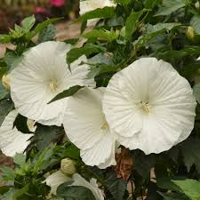 Image result for Summerhayesia