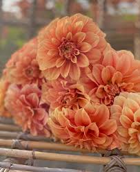 Orange Dahlia | Dahlia Tubers | FAM Flower Farm