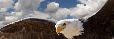 Eagle Symbolism, Eagle Meaning, Eagle Totem, Eagle Dream, Messages