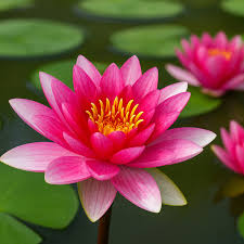Image result for Nymphaea divaricata