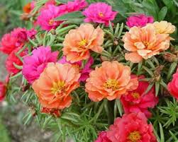 Растение портулак (portulaca), которое еще именуют дандур, является частью семейства портулаковые. Uhod Za Portulakom Cvetkom Dekorativnym Vyrashivanie Posadka V Otkrytyj Grunt