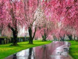 5 seeds dwarf weeping purple cherry tree flowering japanse ornimental garden brand: Pink Weeping Willows Wisteria Tree Pink Trees Beautiful Tree
