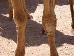 Adaptations of a camel camels are born without a hump. Interesting Things The Amazing Camel And It S Creator Lee S Birdwatching Adventures Plus