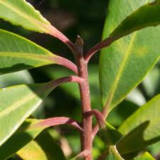 Image result for Rapanea melanophloeos