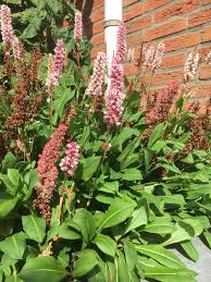 Japanse duizendknoop in de tuin. Jan Twitterren Wij Hebben In De Tuin In Slikkerveer De Onschuldige Duizendknoop In De Variant Pericaria Affinis Kabouter Fantastische Plant Zie De Foto Gelukkig Niet Te Vergelijken Met De Japanse Duizendknoop Die