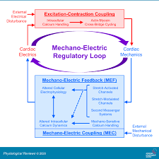 Maybe you would like to learn more about one of these? Cardiac Mechano Electric Coupling Acute Effects Of Mechanical Stimulation On Heart Rate And Rhythm Physiological Reviews