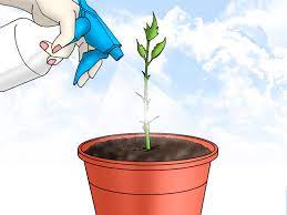 How To Propagate Hibiscus Hibiscus Flower Drawing Hibiscus Hibiscus Plant
