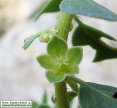 Image result for Andrachne