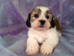 Find shih tzu puppies and breeders in your area and helpful shih tzu information. Shih Tzu Bichon Puppies For Sale Shih Tzu Bichon Breeder In Iowa