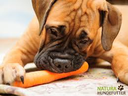 Karotten Suppe Gegen Durchfall Beim Hund Durchfall Beim Hund Durchfall Hund Hunde