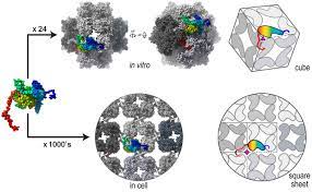 Giant Viruses Build A Cell Nucleus Surprisingly Like Our Own