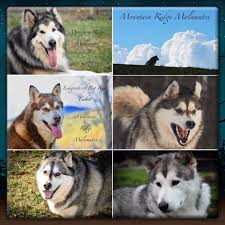 The current median price for all alaskan annual cost of owning an alaskan malamute puppy. Giant Alaskan Malamute Breeder Puppies For Sale Mountain Ridge Giant Alaskan Malamutes